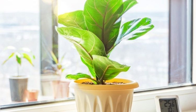 rośliny pochłaniają wilgoć z powietrza